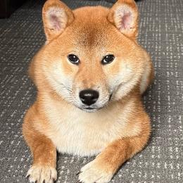 Mochi - Red female Shiba Inu puppy in Wildomar, California from Almond & Sesame