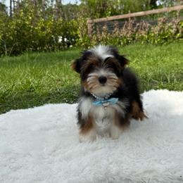 King - Parti male Yorkshire Terrier puppy in Florida from Puppies Forever 💙❤️🐶