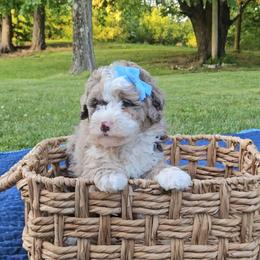 Lavender - Chocolate merle female Bernedoodle puppy in Russell Springs, Kentucky from 270 Doodles
