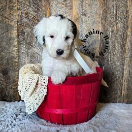 Doctors Strange - Black and white male Sheepadoodle puppy in Ashton, Idaho from Kerr Kanine Ranch