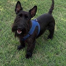 Radar - Scottish Terrier