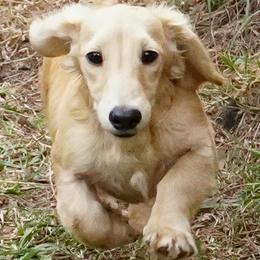 Lotti - 4,850 - Cream female Dachshund puppy in Inverness, Florida from Royalworth Kennel