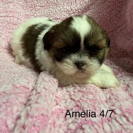 Amelia - Black gold and white female Shih Tzu puppy in Jasper, Indiana from Jacob’s Spoiled Shih Tzu