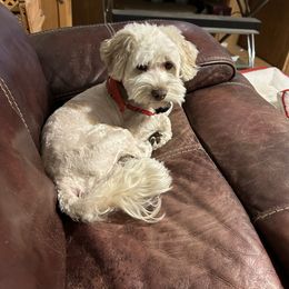 Bolt - Havanese