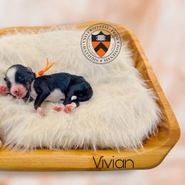 Vivian - Black tri-color female Aussiedoodle puppy in Chattanooga, Tennessee from Remedy Ranch Aussiedoodles