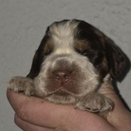 Christopher - Liver white and roan male English Springer Spaniel puppy in Florida from Thunderbird Springers