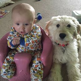 Goldendoodles and Labradoodles from Highland Sunrise Academy Stable and Kennel