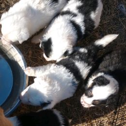 Border Collie Puppies from Stag Valley Homestead