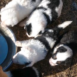 Border Collie Puppies from Stag Valley Homestead