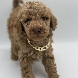 Cashmere - Cream Poodle puppy in New Jersey from Lavishly Loved Pets LLC