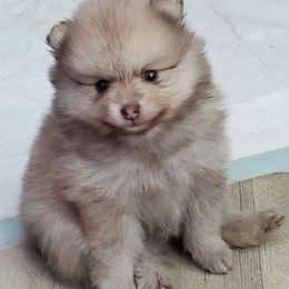 Pomeranians from Circle V Ranch Pomeranians
