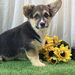 Boy 2 - Black and tan male Pembroke Welsh Corgi puppy in Moulton, Alabama from Reed's Pembroke Corgi Welsh