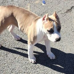 ODB's You Can't Say That a.k.a Blooper - Blue fawn American Bully puppy in Saratoga Springs, New York from Oily Drop Bullies