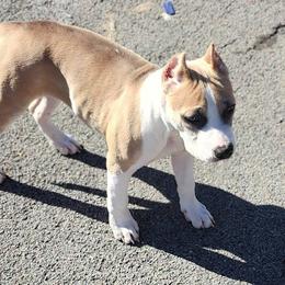 ODB's You Can't Say That a.k.a Blooper - Blue fawn American Bully puppy in Saratoga Springs, New York from Oily Drop Bullies