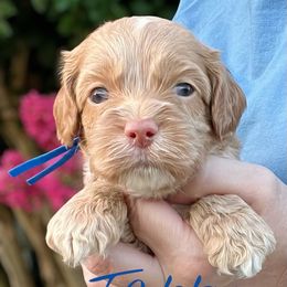 Tabby - Red male Cockapoo puppy in Mocksville, North Carolina from Little Bear Doodles