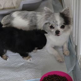 Ariana "Ari" - Chihuahua