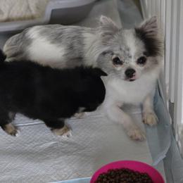 Ariana "Ari" - Chihuahua