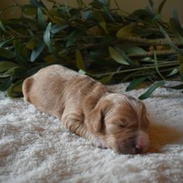 Aussiedoodle and Goldendoodle Puppies from Classic City Doodles