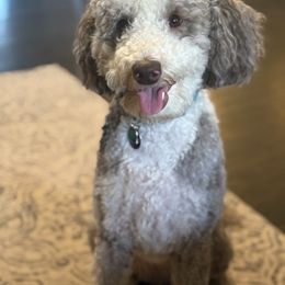 Willow - Sheepadoodle