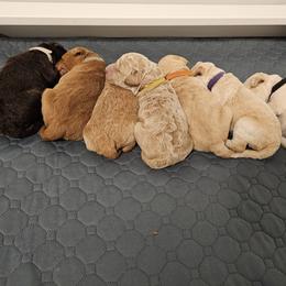 Labradoodle Puppies from Murphy Manor Mountain Doodles