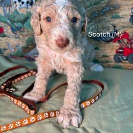 Scotch - Apricot male Goldendoodle puppy in Water Valley, Mississippi from Olympian Doodles