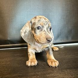 Daisy - Dapple female Dachshund puppy in Nederland, Louisiana from M & M Pups