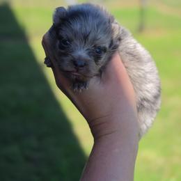 AKC Ivy - Blue merle female Pomeranian puppy in Albany, Indiana from Hatz Off Puppies