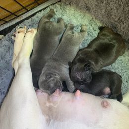 French Bulldog Puppies from Pet frenchies