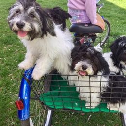 Havanese Puppies from EClair's Havanese and Westies