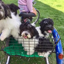 Havanese Puppies from EClair's Havanese and Westies