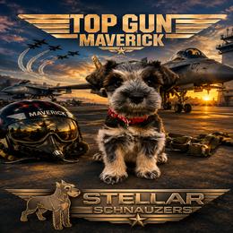 Maverick - Parti male Miniature Schnauzer puppy in Grantsville, Utah from Stellar Schnauzers