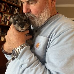 Miniature Schnauzer Puppies from Kani Miniature Schnauzers