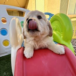 Brownie - Female - Golden female Golden Retriever puppy in Peoria, Arizona from Dani’s Dawgs