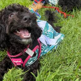 Luna Love - Black female Maltipoo puppy in Mahwah, New Jersey from Awwws-n-Pawws