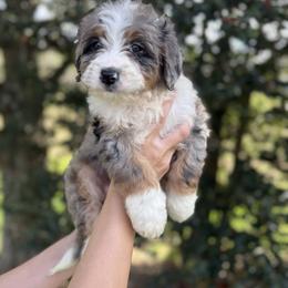 Indigo - Blue merle female Bernedoodle puppy in Ashland, Kentucky from Still Waters Farm