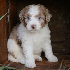 Aussiedoodles, Australian Mountain Doodles, Bernedoodles, and Labradoodles from Doodles & Co