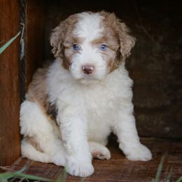 Aussiedoodles, Australian Mountain Doodles, Bernedoodles, and Labradoodles from Doodles & Co