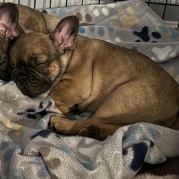 French Bulldogs from Rebecca White