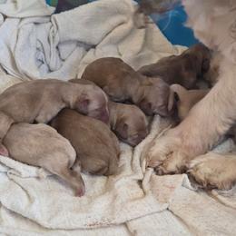 Blue - Buff male Cocker Spaniel puppy in Lebanon, Missouri from Spring Hollow Cocker Spaniels