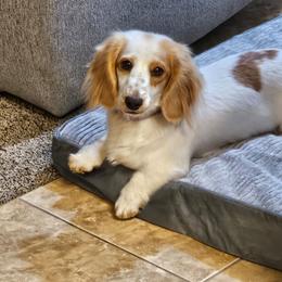 Georgia - Dachshund