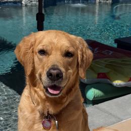 Golden Retriever All Grown Up from Golden Haven