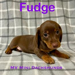 Fudge - Chocolate and tan male Dachshund puppy in Carlsbad, Texas from MV Mini Dachshunds