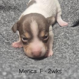 Merica - White and chocolate female Teddy Roosevelt Terrier puppy in Murray, Kentucky from Froschwald German Shepherds and Xanadu Teddy Roosevelt Terriers