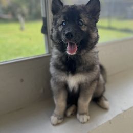 Siberian Husky Puppies from The Land Siberians