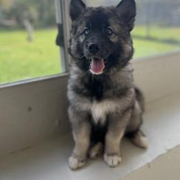 Siberian Husky Puppies from The Land Siberians