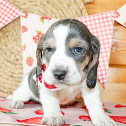 Teddy - Blue tan and white male Basset Hound puppy in Antlers, Oklahoma from Rocking H