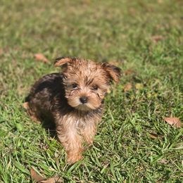 Versace - Chocolate, tan and white male Yorkshire Terrier puppy in Diamondhead, Mississippi from Jazzy Puppy Palace