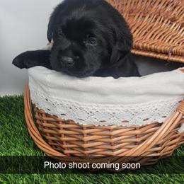 Labrador Retriever Puppies from Big Cypress labradors