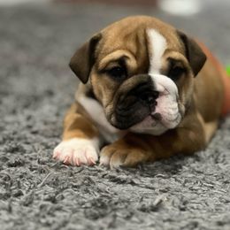 Bulldog Puppies from Average Jo’s  Bulldogs