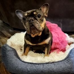 Reese - French Bulldog